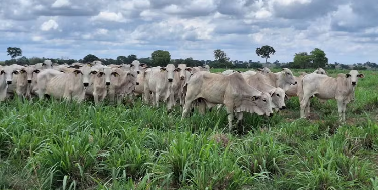 Embrapa Valida Diretrizes Para A Produ O Da Carne Baixo Carbono