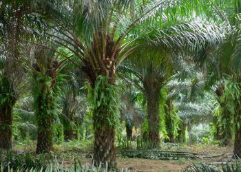 Óleo de Palma é a matéria-prima com maior eficiência para produção dos biocombustíveis de segunda geração