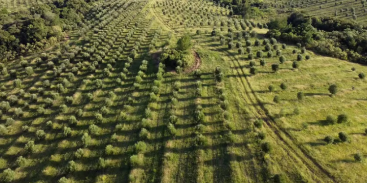 Marca brasileira produz azeite de oliva na Espanha