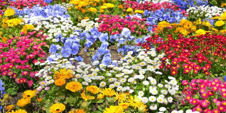 Floricultura deve encerrar 2024 com crescimento de até 8%