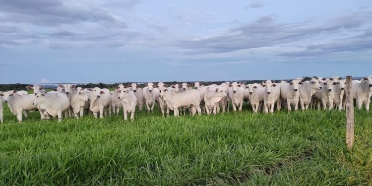 Encerramento da Prova de Ganho de Peso celebra evolução genética da pecuária tocantinense