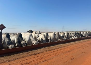 Pecuarista amplia capacidade de abate em cinco vezes ao intensificar a recria e terceirizar engorda dos animais