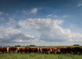 Estudo realizado no Sul aponta bom retorno sobre o investimento no controle do carrapato