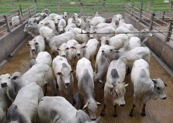 Circuito Nelore de Qualidade: mais de 980 animais serão avaliados em Itapetinga (BA) 