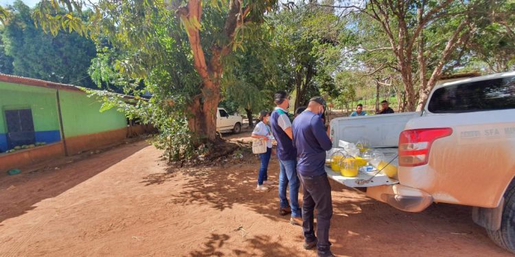 AÇÃO INTEGRADA Governo de Roraima inicia força-tarefa contra mosca-da-carambola em Boa Vista