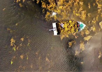 Alga marinha Ascophyllum nodosum revoluciona a agricultura sustentável e aumenta a produtividade no campo