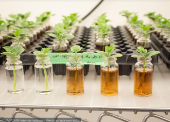 Soluções à base de algas marinhas contribuem para o aumento da produtividade agrícola