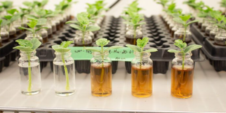 Soluções à base de algas marinhas contribuem para o aumento da produtividade agrícola