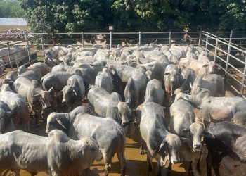 ACNB anuncia calendário do Circuito Nelore de Qualidade 2026 com 38 etapas