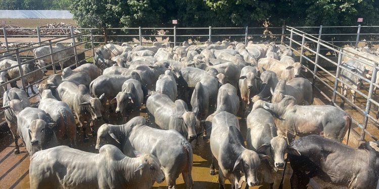 ACNB anuncia calendário do Circuito Nelore de Qualidade 2026 com 38 etapas