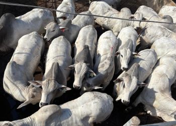 Bolívia sedia a primeira etapa internacional do Circuito Nelore de Qualidade em 2026