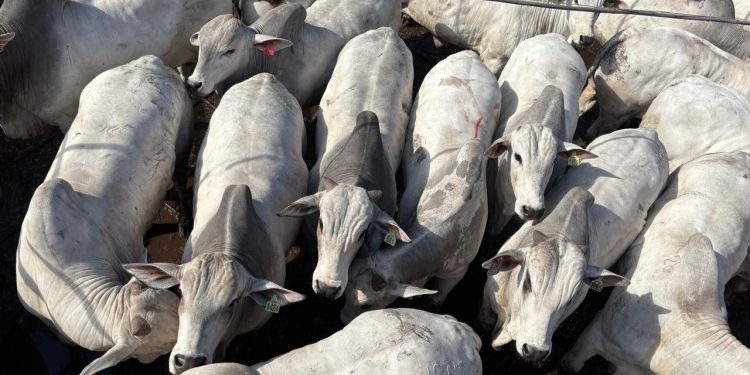 Bolívia sedia a primeira etapa internacional do Circuito Nelore de Qualidade em 2026