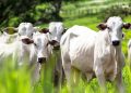 DEFESA ANIMAL  Campanha de atualização cadastral de rebanhos é prorrogada até 15 de maio