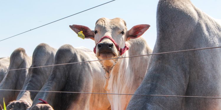 Belgo Arames leva tecnologia de monitoramento de gado e soluções em cercamento à Tecnoshow Comigo 2026
