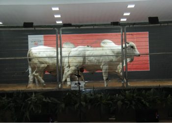 Leilão Reserva Especial CFM movimenta R$ 1,63 milhão, na Expogrande