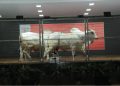 Leilão Reserva CFM oferta touros Nelore avaliados e fêmeas inéditas precoces na 86ª Expogrande 