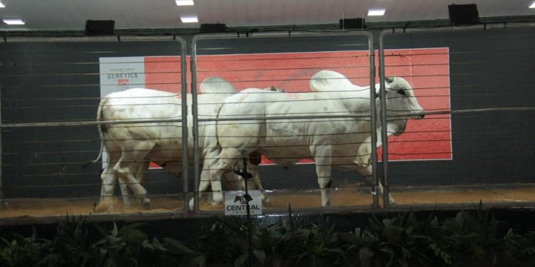 Leilão Reserva CFM oferta touros Nelore avaliados e fêmeas inéditas precoces na 86ª Expogrande