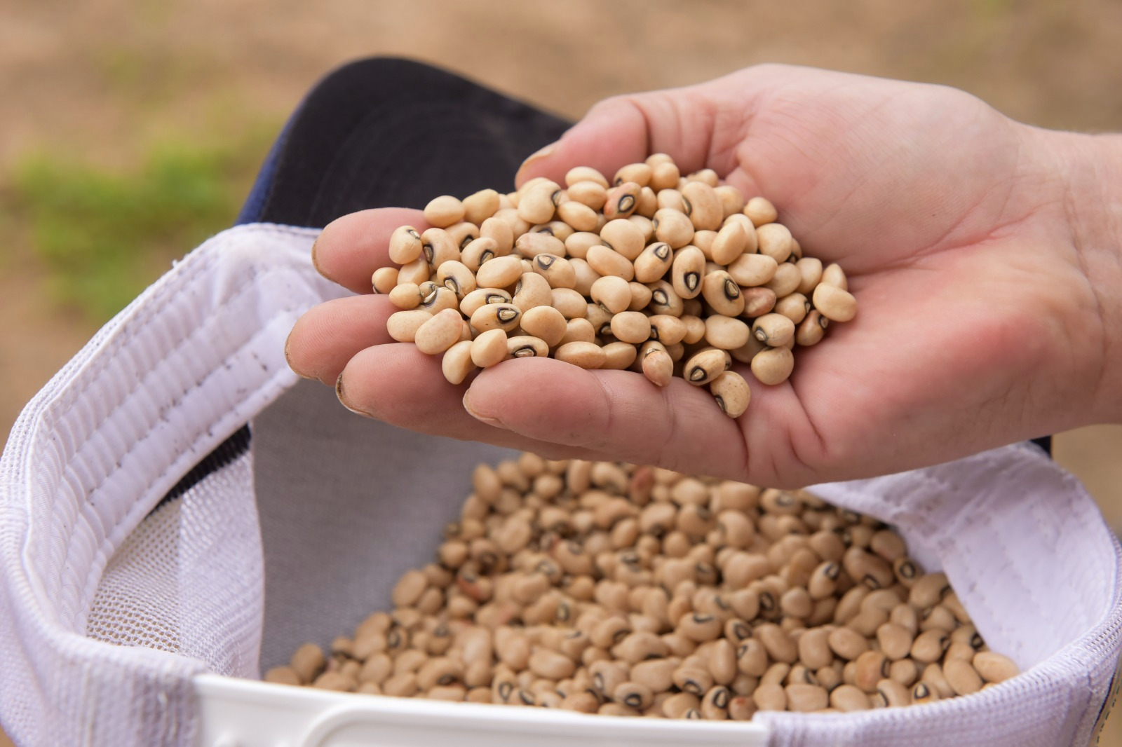 Grao Familiar em Campo Secom RR 1