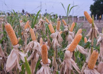 DESENVOLVIMENTO RURAL  Governo lança “Grão Familiar em Campo” para levar serviços ao produtor no interior