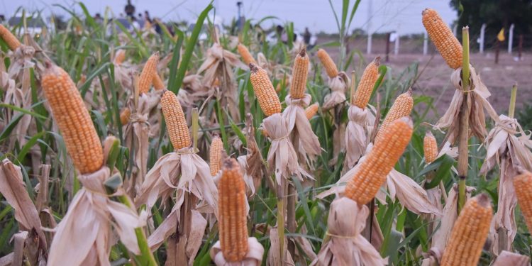 DESENVOLVIMENTO RURAL  Governo lança “Grão Familiar em Campo” para levar serviços ao produtor no interior