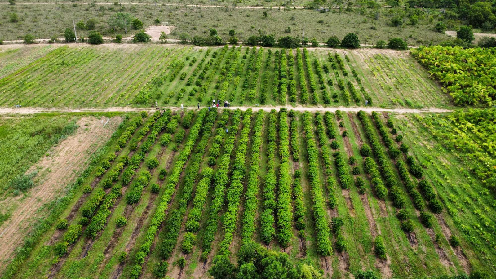 Grao Familiar em Campo Secom RR 8