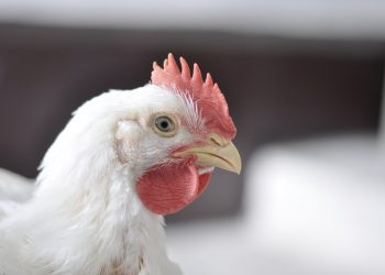 Phibro lança solução nutricional no Simpósio Brasil Sul de Avicultura