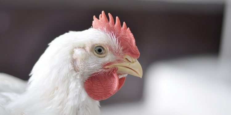 Phibro lança solução nutricional no Simpósio Brasil Sul de Avicultura