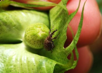 Bicudo-do-algodoeiro segue como principal desafio do algodão no Brasil