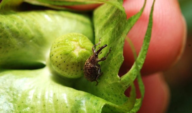 Bicudo-do-algodoeiro segue como principal desafio do algodão no Brasil