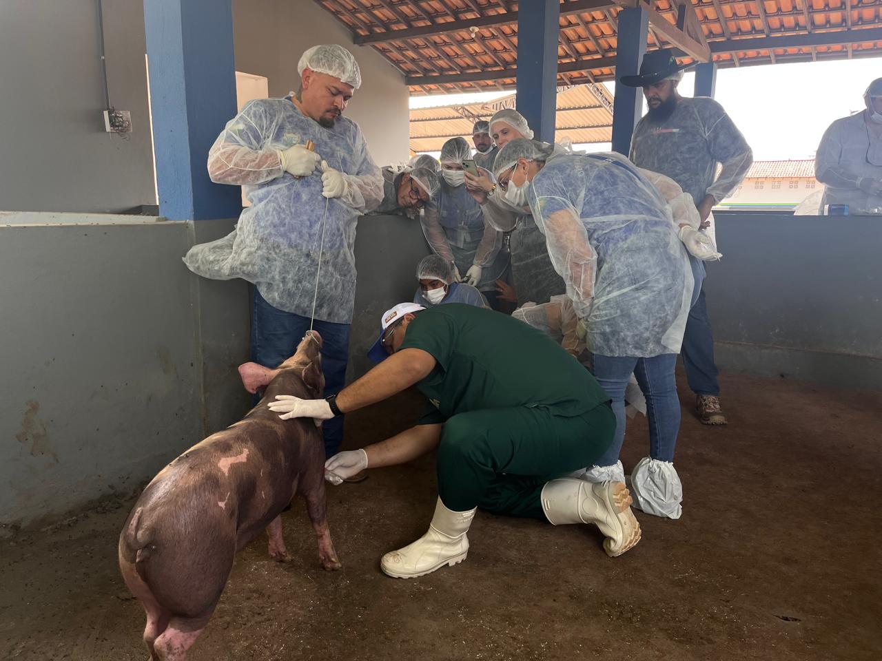 Roraima intensifica combate a Peste Suina Classica com treinamento estrategico de veterinarios Ascom Aderr 2