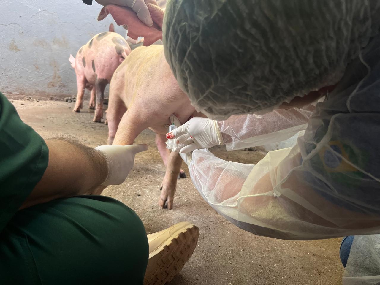 Roraima intensifica combate a Peste Suina Classica com treinamento estrategico de veterinarios Ascom Aderr 4