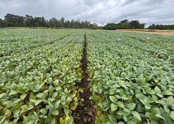 UPL Brasil reforça liderança em fungicidas multissítios com lançamento de Unizeb Flow