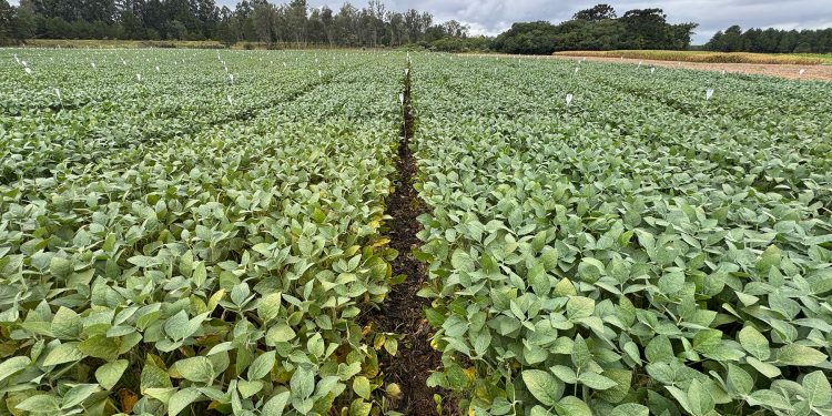 UPL Brasil reforça liderança em fungicidas multissítios com lançamento de Unizeb Flow