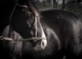 Vetnil leva soluções para saúde, desempenho e bem-estar dos cavalos atletas à Expo FICCC 2026, no Uruguai