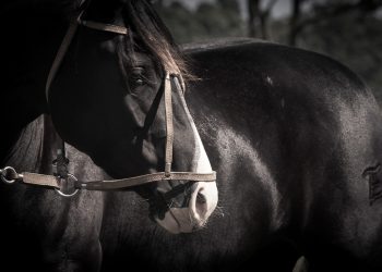 Vetnil leva soluções para saúde, desempenho e bem-estar dos cavalos atletas à Expo FICCC 2026, no Uruguai