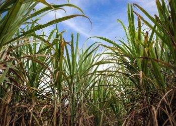 Setor sucroenergético atualiza modelo de precificação da cana-de-açúcar