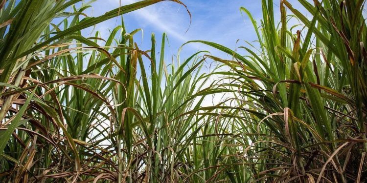 Setor sucroenergético atualiza modelo de precificação da cana-de-açúcar