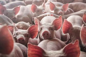 Vetanco amplia linha Detoxa e reforça controle de micotoxinas