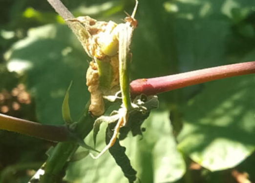 Enquanto soja avança, estados do Matopiba vivem redução de milhares de hectares colhidos de arroz, feijão e mandioca