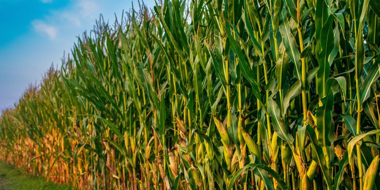 Milho safrinha entra em fase importante no Cerrado com desafios e oportunidades para o campo
