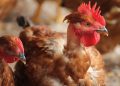 Vetanco anuncia vencedores do segundo Concurso Fotográfico Chicken Lovers