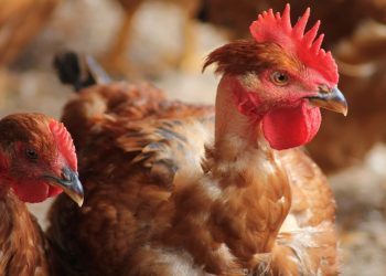 Vetanco anuncia vencedores do segundo Concurso Fotográfico Chicken Lovers