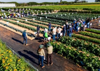 Genética avançada e biológicos impulsionam a sustentabilidade na horticultura brasileira