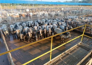 Vilhena (RO) recebe o Circuito Nelore de Qualidade para avaliação de 1.500 animais
