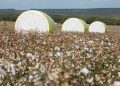 Do campo à indústria, o arame ajuda a preservar a qualidade do algodão brasileiro