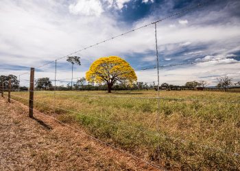 Sustentabilidade na prática: o que protege a natureza e fortalece a produção?