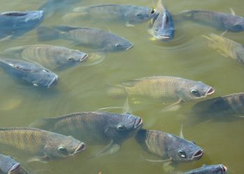 El Niño muda o comportamento alimentar dos peixes. Produtores precisam fazer ajustes na nutrição