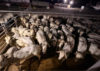 Circuito Nelore de Qualidade avalia 358 animais em Teixeira de Freitas (BA); veja os resultados