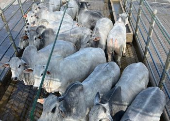 Circuito Nelore de Qualidade avalia 1.500 animais em Canhotinho (PE)